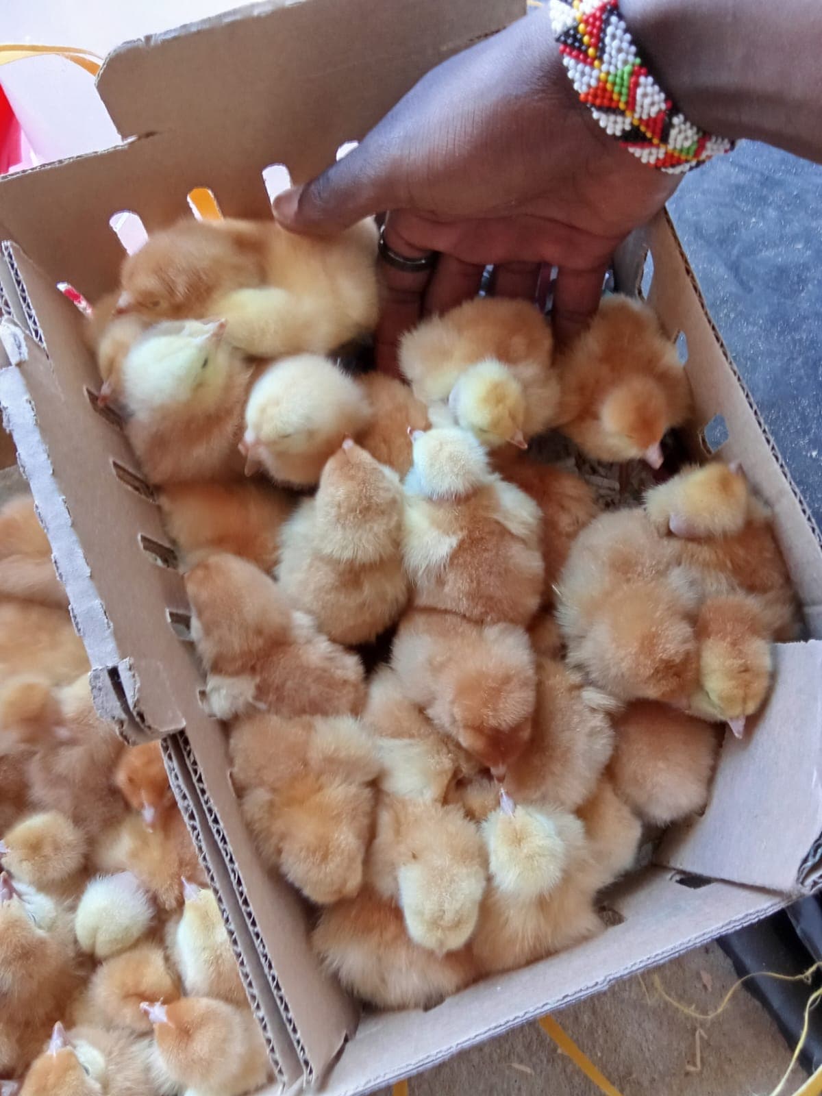 Sintei's Growing Poultry Livelihood