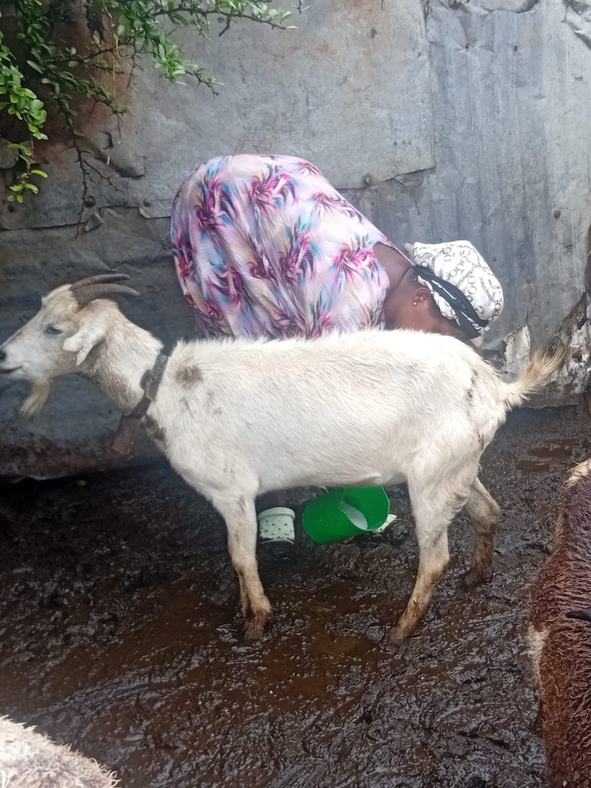 Sintamei's Growing Goat Business